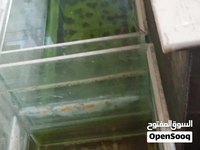 احواض سمك سكريت 10 ملم اربد شارع بلاط الشهداء أبو إبراهيم