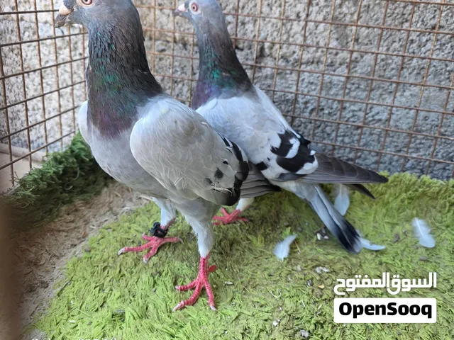 زوج حمام زاجل