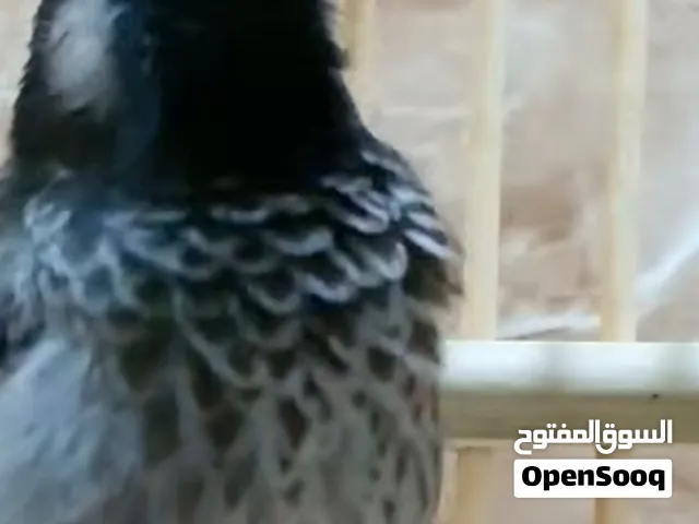 مطلوب طير فحل فايتر