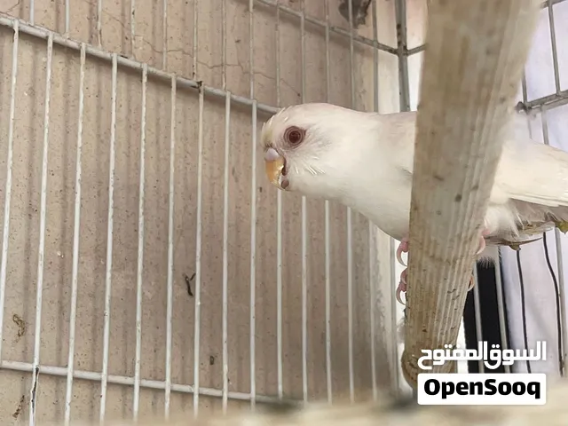 Budgie for sale albino very urgent for sale