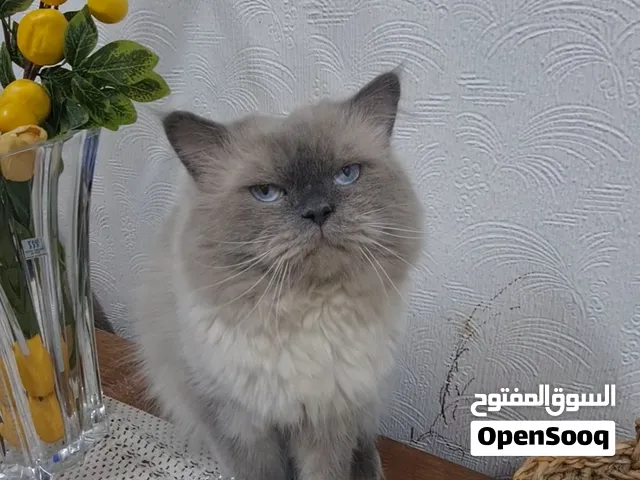 قطط للتبني