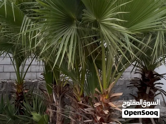 شجرة واشنطونيا (نخيل زينة) احجام متنوعه  للبيع