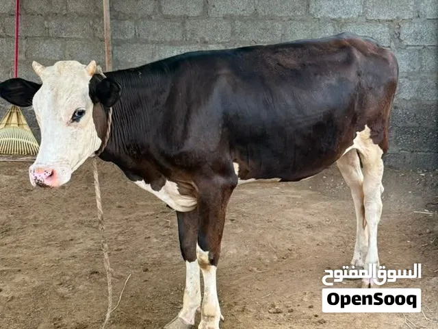 بقره نمساوي ظفاري