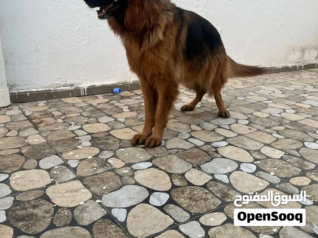 متاح انثي ربي يبارك استراد تونس جايبها من هيا صغيرة  ( مدربة حراسة منازل ) رقم ف الوصف