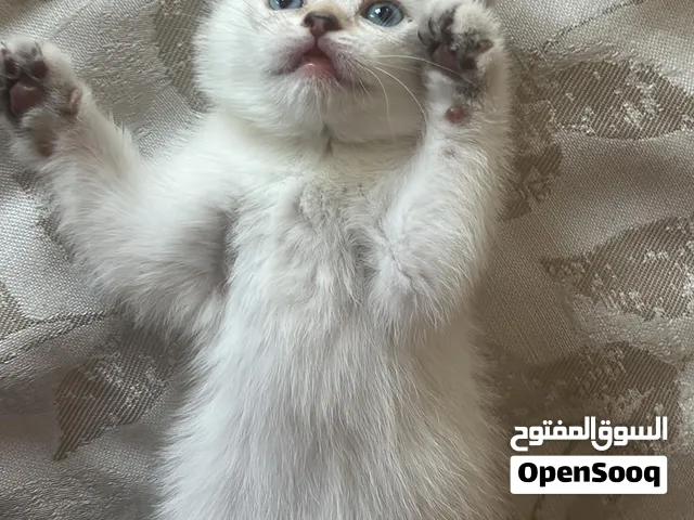 سكوتش فولد بيور (Scottish Fold)  (Silver Shaded Point) 2000 AED