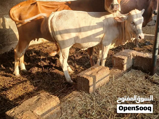 بقره تحته عجله للبيع مع بعض