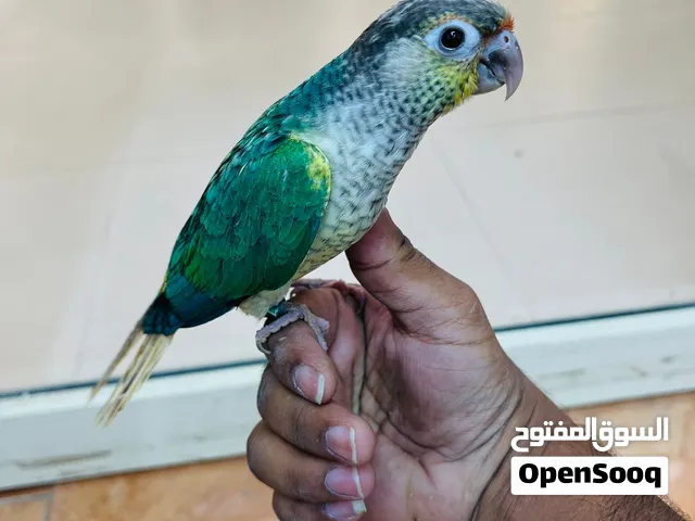 Turquoise Conure Fully Friendly