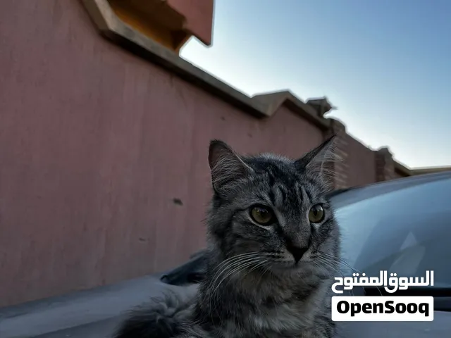 قطوس تبارك الرحمن