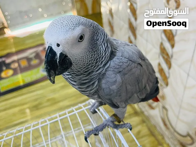 السلام عليكم للبيع كاسكو
