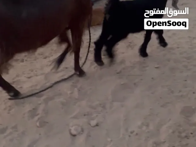 للبيع شبك جي وكاله