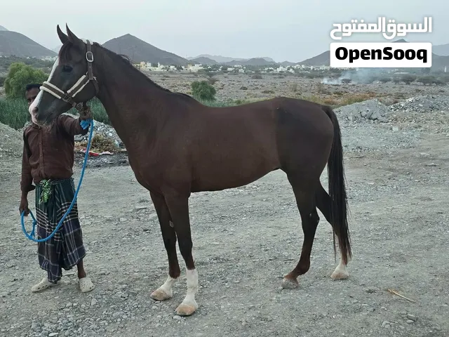 فرس مهجن 1