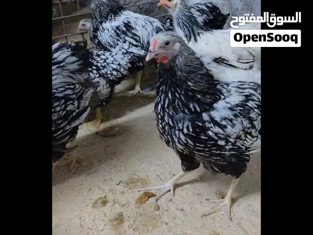 ديوك وايندوت فضي امريكي