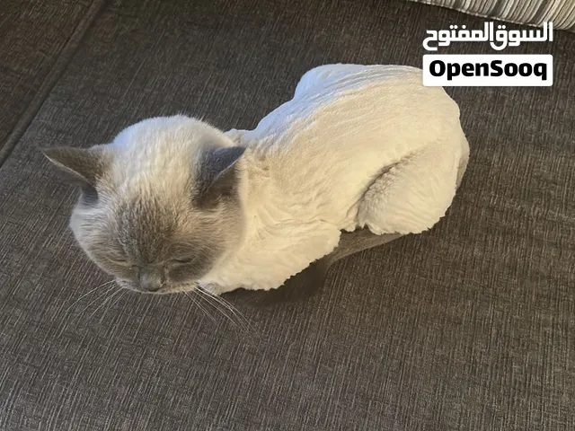 قط بريتش انثى