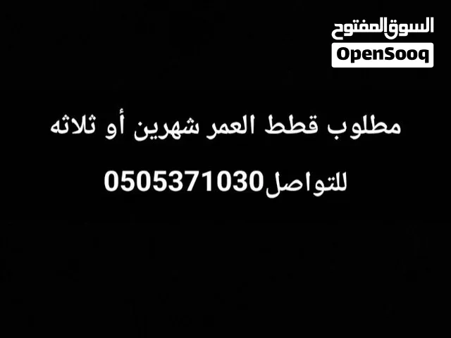 مطلوب قطط اي نوع