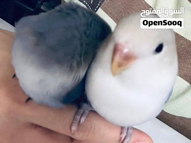 A pair of lovebirds