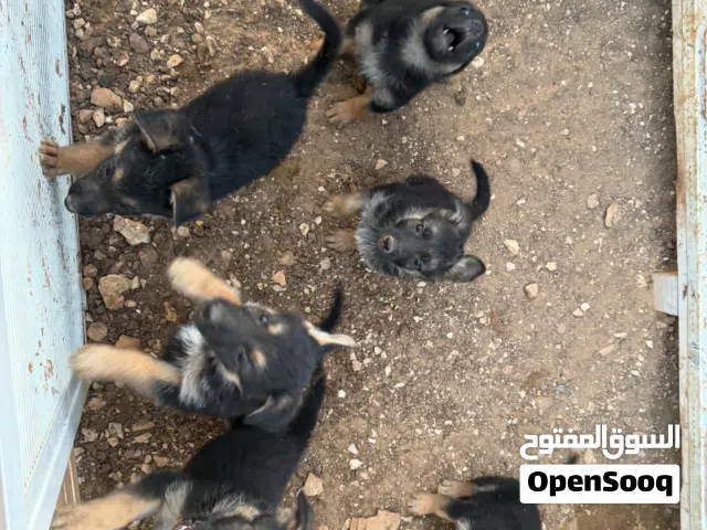 كلب جيرمن ولف