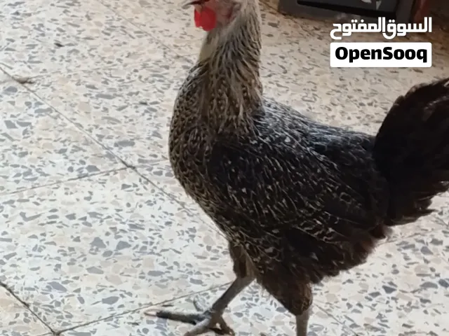 متاح دجاجتين برانكز وزوج ديج ودجاجه الديج افرك ودجاجه عربيه  شرط الصحه دجاج كله بياض