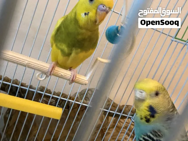 طيور الحب - البادجي (جوز للبيع)