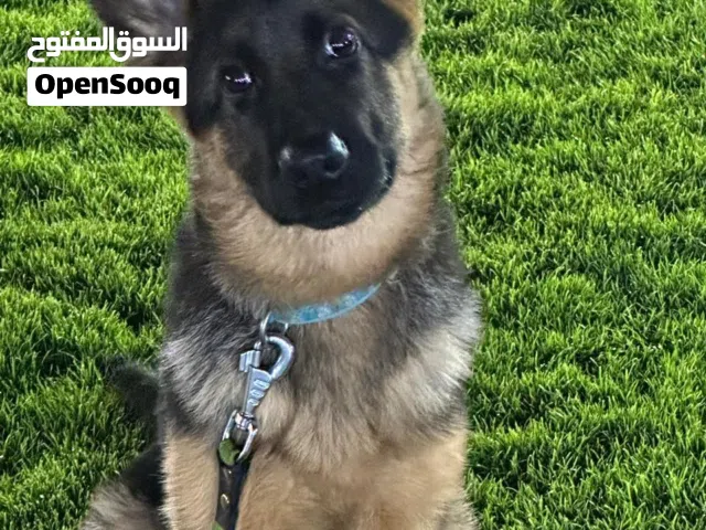 ذكر جيرمن شو لاين