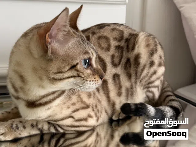 سنو منك بنغال