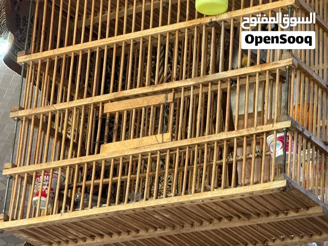 سلام عليكم متاح بلبل مال عبر نضاف خشانه حنحره طير مرتب بي اثكال وكوو بيه مقاطع