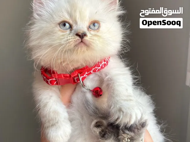 هيمالايا بلو بيور