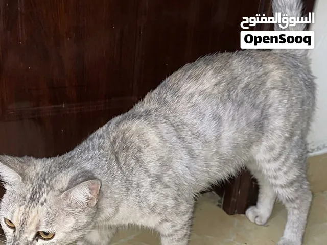 قط للتبني أليف