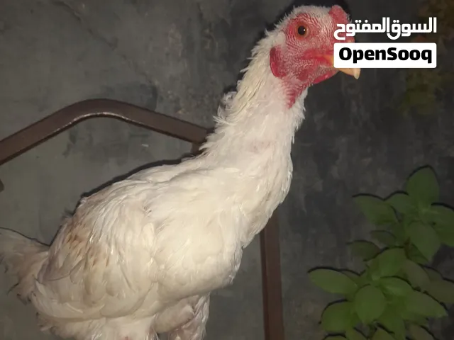 ديك باكستاني 5 شهور