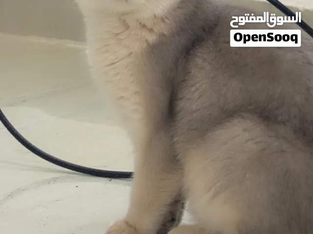 قطة للبيع لعوب