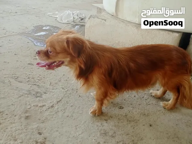 كلب لولو فوكس للبيع ذكر وبصحه جيده ولعوب جدا