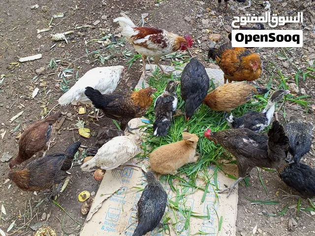جاج بلدي مخلط للبيع