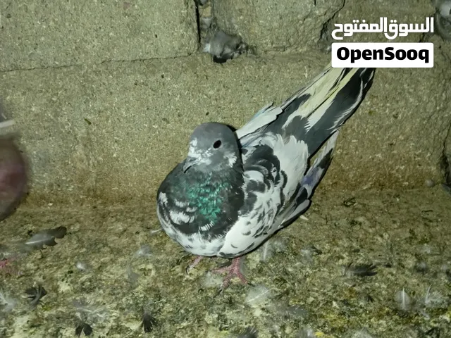 حمام تور 4 +احمر 1+شاملي 2 السعر 30 الف
