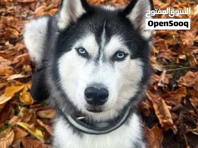 Beautiful Female Siberian Husky + Vaccinated + Very Loyal