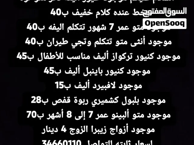 للبيع طيور اليفه