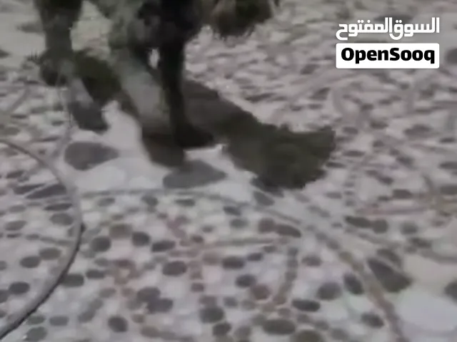 كلاب ربي يبارك