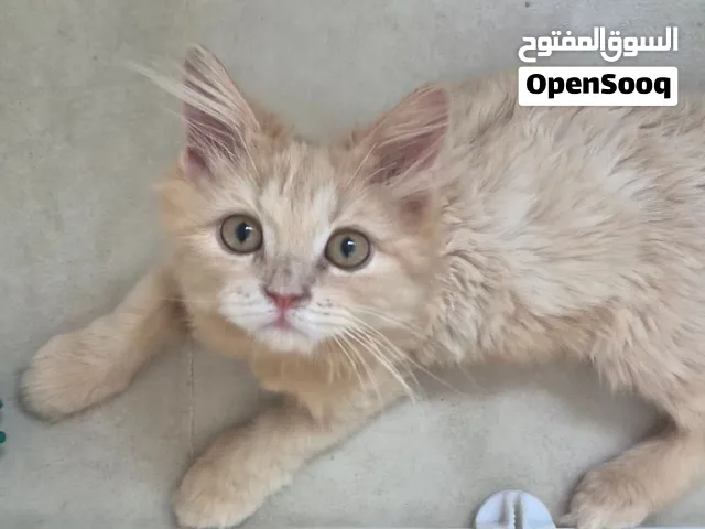 انثى شيرازي للتبني  مجانا