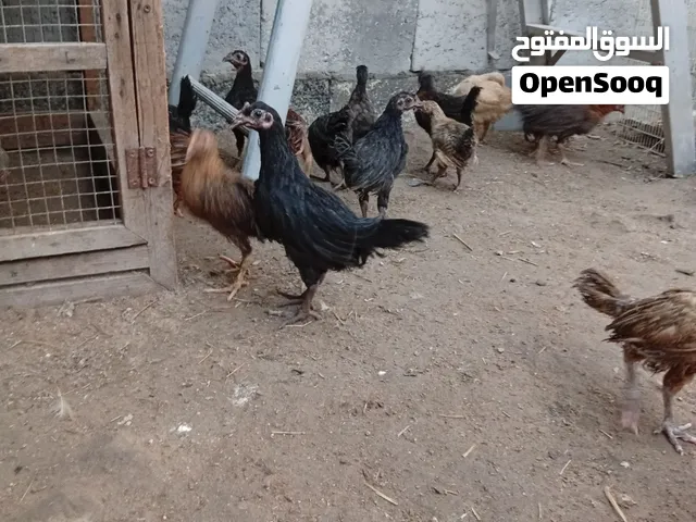 للبيع دجاج بحريني العمر 3 شهور ونص تقريبا