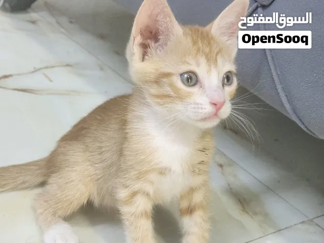 قطة صغيرة للبيع