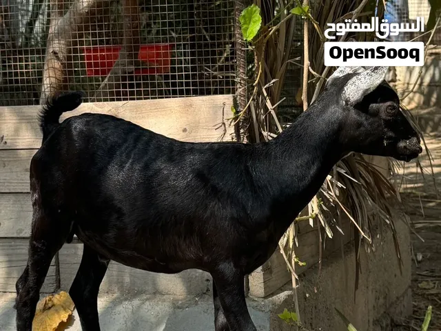للبيع جدي صلالي اصل