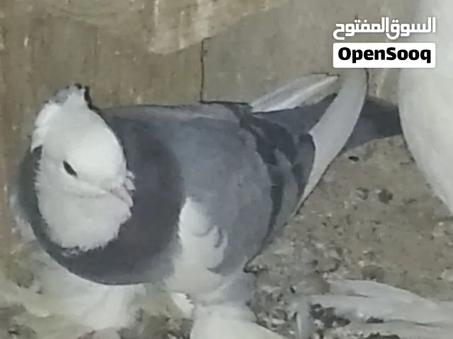 طيره كمبك نجفيه سعرها 15