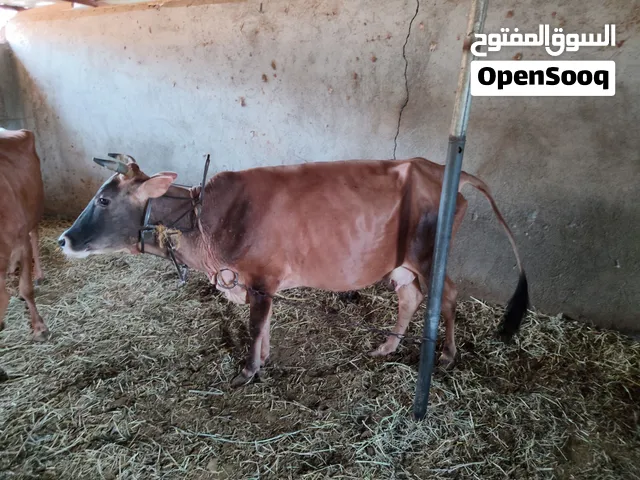 بقر محلي للبيع