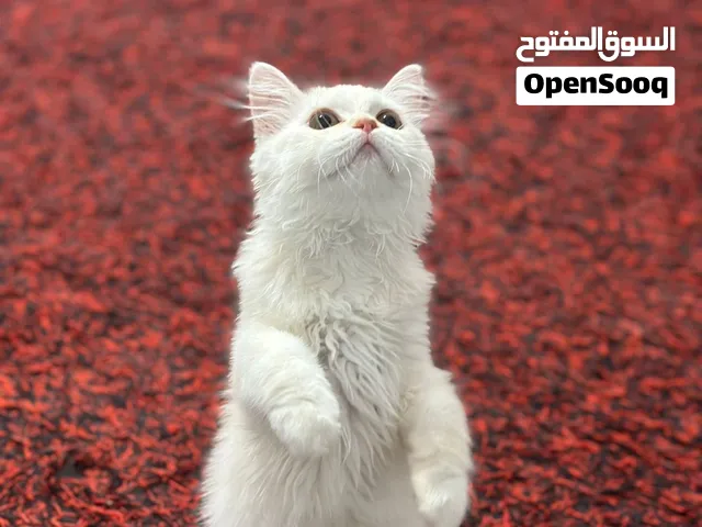 قط شيرازي انثى