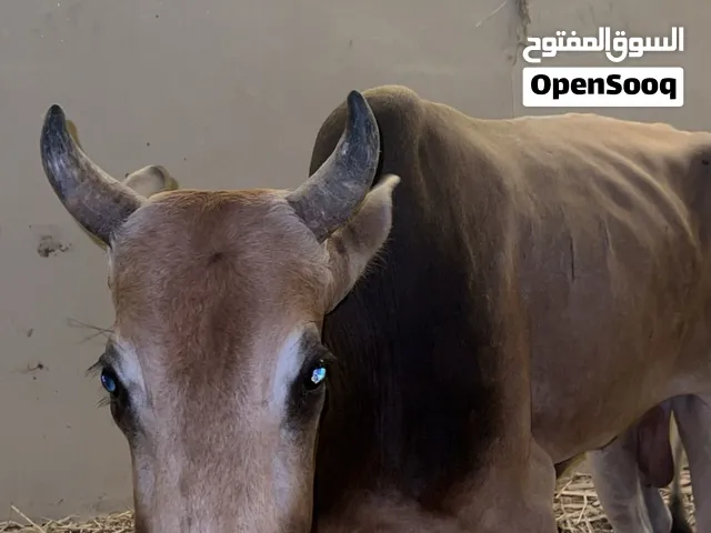 ثور عماني مطعوم وخالي من الأمراض