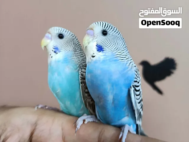 ذكرين بادجي هولندي سوبر ولافه وهدد اليفين وتدريب عالي مميزين