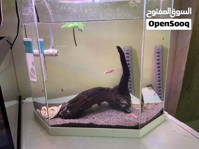 حوض سمك للبيع مع كامل الملحقات Complete 4-Gallon Fish Tank Setup – Everything Included