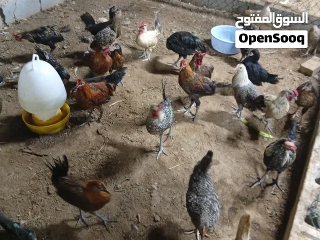 للبيع دجاج بحريني على وجه بيض العمر تقريبا 6 شهور