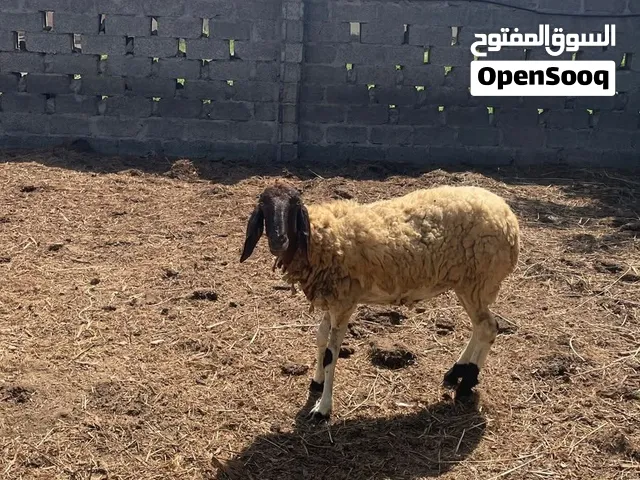 أغنام للبيع