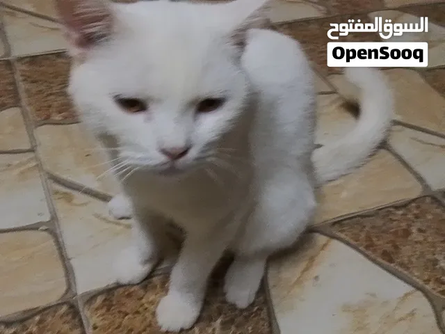 للبيع قط ذكر شيرازي اللون الأبيض  أليف جداً الأنتاج او التربيه و بسعر اقل عن السوق