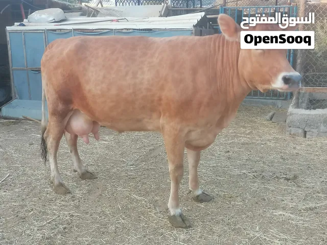 بقره جرسيه طيبه وهاديه