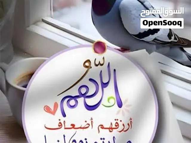 السلام عليكم و رحمت الله وبركاته